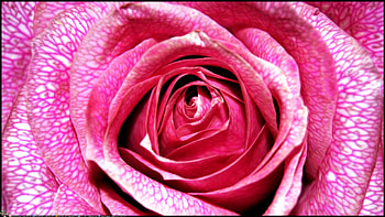 Pink Rose, pink roses, nature, flowers, roses HD wallpaper