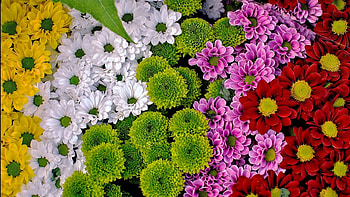 Beautiful Flowers, colorful, nature, flowers, bloom HD wallpaper
