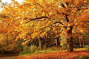 the orchard in a fall season, orchard, trees, nature, fall leaves HD wallpaper