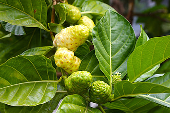 Noni Fruit, Organic seeds, Hawaiian fruits, Morinda citrifolia HD wallpaper