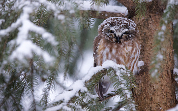 Owl, winter, animal, bird HD wallpaper