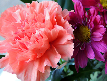 Pretty Duo, graphy, Carnation, Flowers, Nature, Daisy HD wallpaper