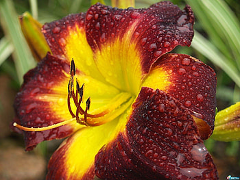 Plants, Flowers HD wallpaper
