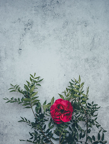 Flowers, Leaves, Flower, Rose Flower, Rose, Petals, Wild Rose HD phone wallpaper