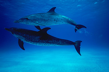Dolphins, blue, animal, awesome, graphy, dolphin, nice, cool, , water HD wallpaper