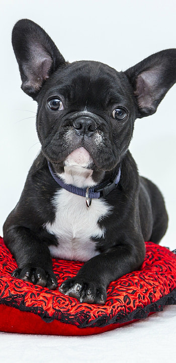 French Bulldog, Animal graphy, Canine companion, Adorable breed HD phone wallpaper