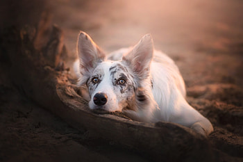 Waiting, dog, ciri, white, australian shepherd, cute, caine HD wallpaper