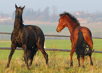 Dancing Horses, animal, horse, cavalo HD wallpaper