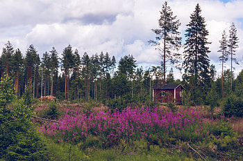 Nature, Flowers, Trees, Sky, Building, Forest HD wallpaper