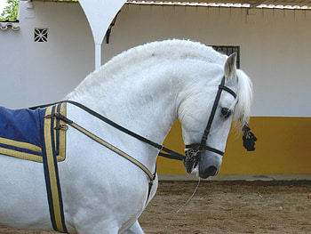 Beautifully Harnessed 1, spanish, andalusian, horses, white HD wallpaper