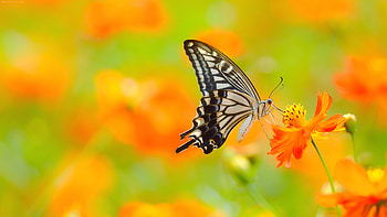 Macro insect graphy, Close-up nature shots, Tiny creatures up close, Intricate insect details HD wallpaper
