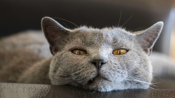 Blue, British Shorthair HD wallpaper