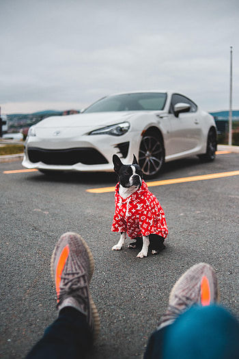Animals, Legs, Dog, Car, Machine, Style HD phone wallpaper