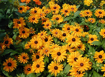 Flowers, Greens, Flower Bed, Flowerbed, Brightly, Rudbeckia, Rudbekia HD wallpaper