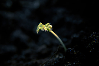 Plant, Dark, Shine, Light, Sprout HD wallpaper