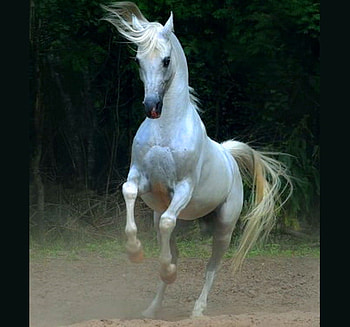 Handsome beauty, horse, black background, galloping, stallion HD wallpaper