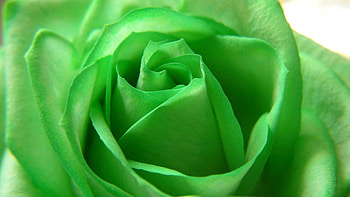 Macro, Rose Flower, Rose, Petals HD wallpaper
