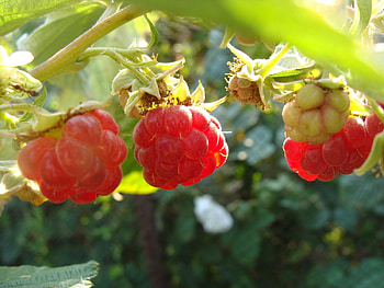Food, Leaves, Raspberry, Shine, Light, Berry HD wallpaper