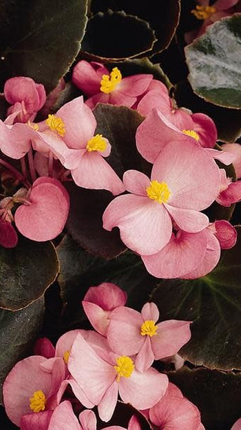 Begonia, Pink, Flower HD phone wallpaper
