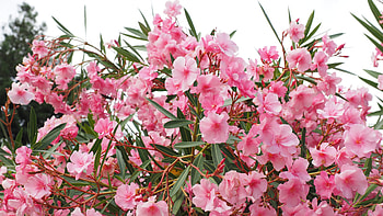 Flowers, Bush, Apocynaceae HD wallpaper