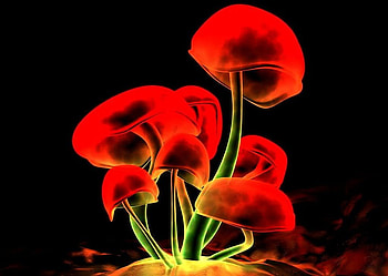 HolidayMushrooms. jpg, colors, neon, mushrooms, funky HD wallpaper