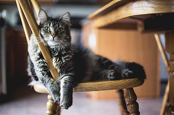 Animals, Cat, Fluffy, Chair, Lies HD wallpaper
