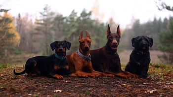 Animals, Dogs, Grass, Autumn, Stroll, Foliage HD wallpaper
