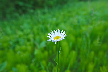 Flowers, Summer, Camomile, Flower, Greens, Chamomile HD wallpaper