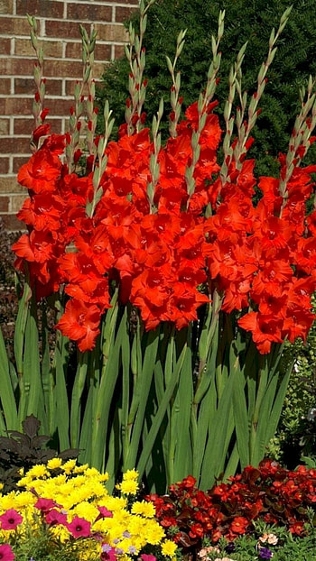 Gladioli, Red Gladioli Flower HD phone wallpaper