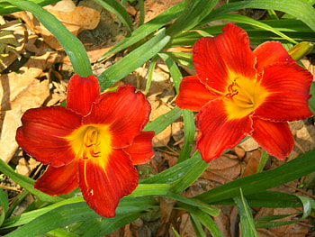 Red flowers, nature, flowers, red HD wallpaper