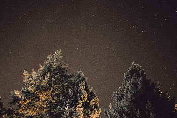 Nature, Night, Shine, Wood, Tree, Starry Sky, Brilliance HD wallpaper