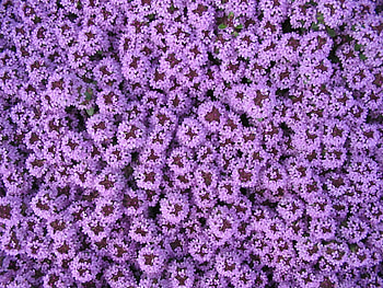: blossom, flower, purple, bloom, spring, herb, blue, flora, background, violet, beautiful, pretty, blossomed, garden design, carpet of flowers, ... HD wallpaper