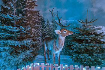 •ღ✿ღ•, winter, blue, reindeer, fantasy, art HD wallpaper