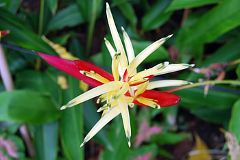flowers, smr, skudal, flower, bright HD wallpaper