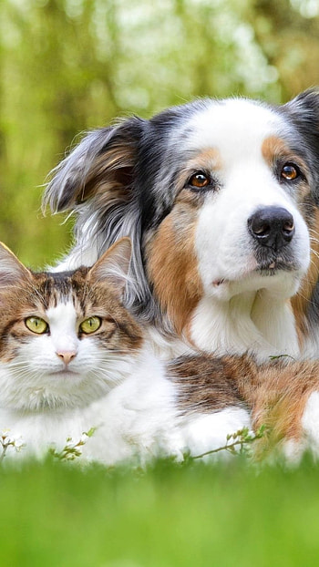 Cat And Dog, Nature Background, Pets HD phone wallpaper