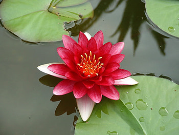 Nymphaea_Attraction, wet, flower, teratai, red, nature, water HD wallpaper