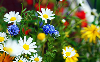 Plants, Flowers, Camomile HD wallpaper