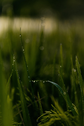 Grass, Drops, Macro, Field HD phone wallpaper