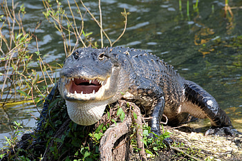 Everglades National Park, Unique wilderness, Florida's best, Thousand wonders HD wallpaper