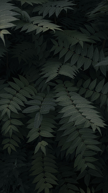 Nature, Leaves, Plant, Dark, Branches HD phone wallpaper