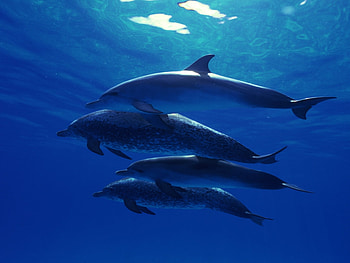 Animals, Dolfins HD wallpaper