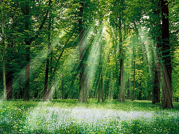 Sunlight, rays, beams, light, trees, sun, forest HD wallpaper