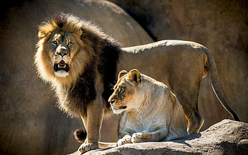 Animals, Lions HD wallpaper