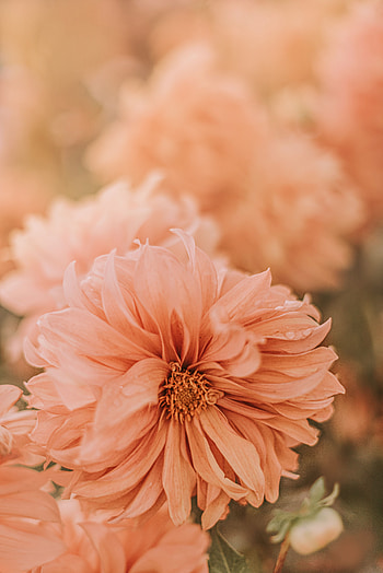Flowers, Pink, Chrysanthemum, Flower, Wet, Dew HD phone wallpaper