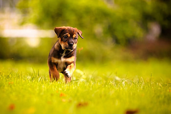 Dog, sweet, animal, dogs, cute, beautiful, puppys, puppy, pretty, animals, lovely HD wallpaper