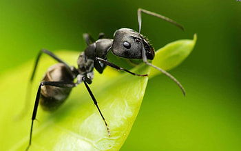 Black garden ant, Ant HD wallpaper