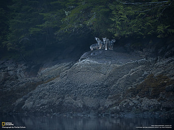 Animals, Landscape, Wolfs, Rivers, Trees HD wallpaper