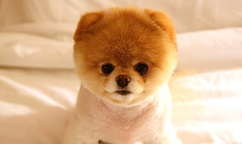 Animals, Dog, Muzzle, Sight, Opinion, Nice, Sweetheart, Puppy, Doggy HD wallpaper