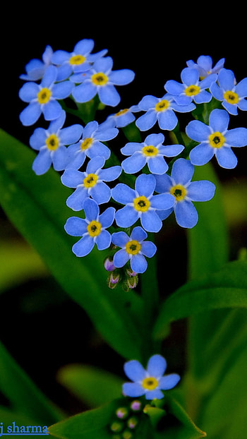 Flower, Myosotis Flower HD phone wallpaper
