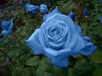Blue Roses, roses, graphy, garden, nature HD wallpaper